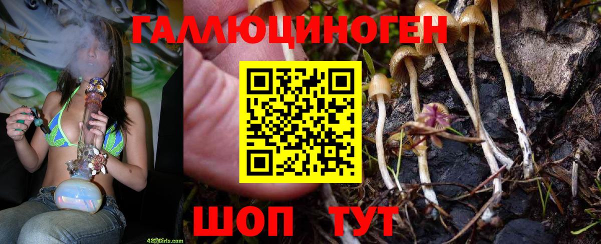 Псилоцибиновые грибы Psilocybe Кушва